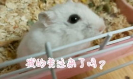 小仓鼠视频,小仓鼠视频里的欢乐时光